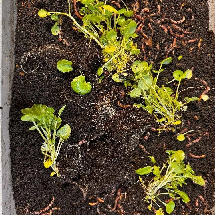 From Scraps to Soil: The Practical Guide to Vermicomposting